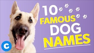 10 Famous Dog Names  Chewy [upl. by Enilav]