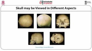 Skull suture pattern individualization based on suture patterns ANT [upl. by Goulette360]