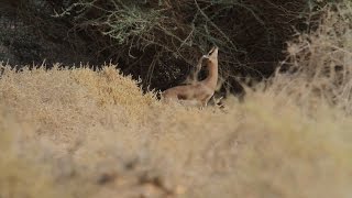 Dorcas Gazelle צבי הנגב [upl. by Chandra]