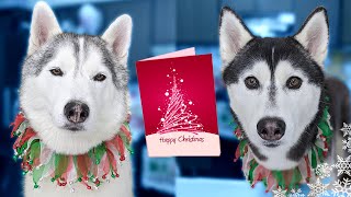 How to Get a Christmas Card From Our Huskies 🎄 Holiday Card Exchange 2020 [upl. by Eerpud]