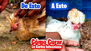 Coriza infecciosa  Así se cura el ojo hinchando el Ahogo moquillo y mas Enf3rmed4des en gallinas [upl. by Drof]