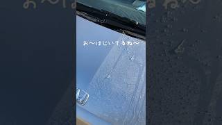 古いポリマーコートを発見したので塗って検証します。shorts 洗車 ワックス carwash [upl. by Cindee]