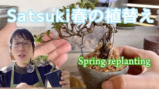 サツキ春の植替え／It is also recommended to replant Satsuki in the spring！ [upl. by Ahtelat245]