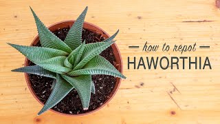 How to Repot a Haworthia [upl. by Ojok868]