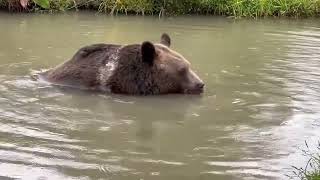 Bear Shows Off BreathHolding Ability at Sanctuary [upl. by Ronalda]