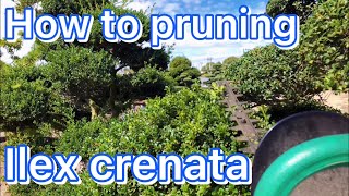 Ilex Crenata how to pruning Beautiful bonsai style [upl. by Altis]