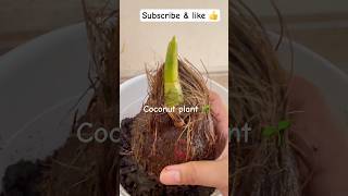 How to Plant Coconut plant🌴👌 gardeningtips homegardening coconutplantation gogreen [upl. by Ohcirej]