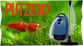 KÖNNEN GARNELEN EIN AQUARIUM SAUBER HALTEN  GarnelenTv [upl. by Howie]