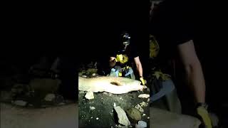 Huge Wels Catfish from the shore ☄️💥 fishing fishingadventure [upl. by Yattirb640]