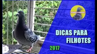 Dicas para Filhotes dos pombos [upl. by Skipp512]