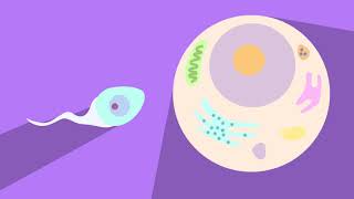 Sperm and Eggs Cells [upl. by Blaseio]