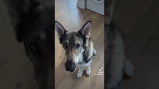 Malinois Vs Wolf dog wolfdog malinois dutchshepherd watermelon [upl. by Sera]