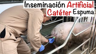 Proceso CORRECTO INSEMINACIÓN artificial CERDAS CATÉTER ESPUMA CAPITULO 51 INSEMINACIÓN CERDAS [upl. by Atiuqrehs]