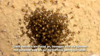 Jungspinnen im Frühling Kreuzspinne  Araneus Diadematus [upl. by Shedd]