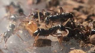 Hypoponera sp RARE ANTS ants vs termites Ponerinae [upl. by Ayikin]