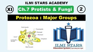 Major Groups of Protozoa Class 11 Biology Chapter 7 Protists and Fungi [upl. by Tiloine]