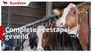 Melkveebedrijf stopt en veilt complete veestapel [upl. by Enicul]