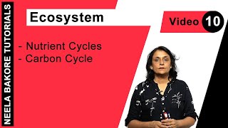 Biology For NEET amp AIIMS  Ecosystem  Nutrient Cycles  Carbon Cycle [upl. by Nylorak]