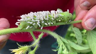 Tomato Hornworms amp the Braconid Wasps That Turn Them Into Zombies [upl. by Atsirak407]