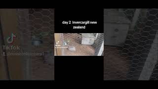 Day 2 Invercargill new zealand [upl. by O'Neill]