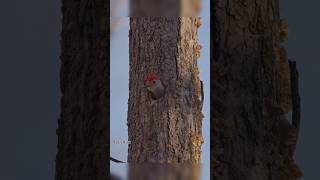 Redbellied woodpecker calling his mate from nest naturesounds birds [upl. by Brandea]