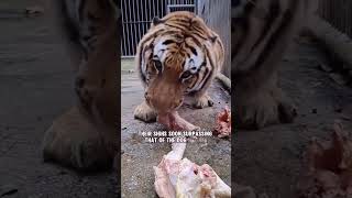 Isabella the golden retriever who became the mom of three tiger cubs at the Safari Zoological Park [upl. by Lorain]