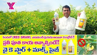 కంది లో ఎటువంటి పురుగు అయినా కంట్రోల్ REDGRAMYK LABORATORIESYKSTARMAXSIZE Flower fruit setting [upl. by Betteann]