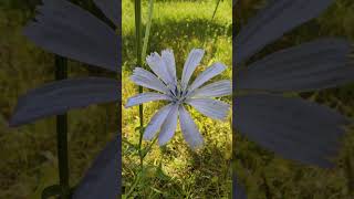 Cichorium Intybus Flower Plant Sound of a grasshopper [upl. by Thisbee846]