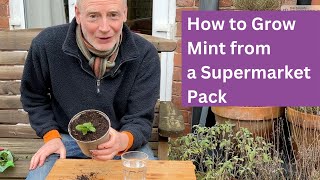 How to Grow Mint from a Supermarket Pack [upl. by Leoy]