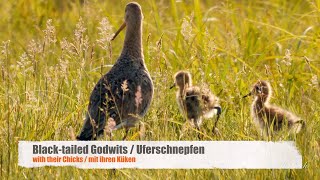 Blacktailed Godwits Limosa limosa with Chicks  Uferschnepfen mit Küken [upl. by Seniag]