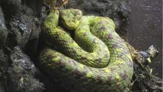 Eyelash Palm Viper  Bothriechis Schlegelii [upl. by Sadler247]