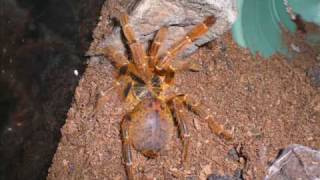 Usambara baboon tarantula [upl. by Genevra273]