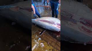 How to Quickly Cut a Bluefin Tuna切割巨大黑鮪魚 [upl. by Sinclair]