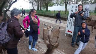 Deer Park Nara everydaytaichi lucy Honolulu Hawaii [upl. by Lune]