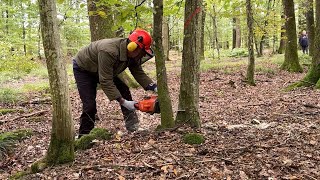 Formation de bûcheronnage à Enchenberg [upl. by Iggem]