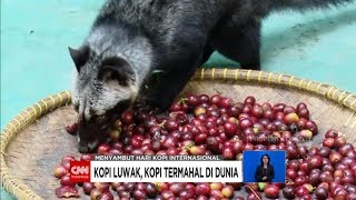 Kopi Luwak Kopi Termahal di Dunia [upl. by Demetri]