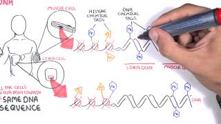 Epigenetics basics  Garvan Institute [upl. by Athene624]