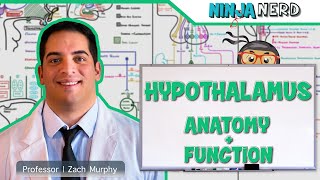 Neurology  Hypothalamus Anatomy amp Function [upl. by Sartin954]