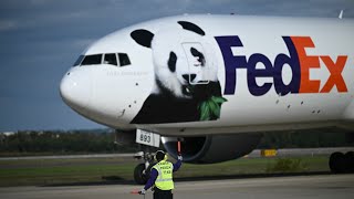 Giant pandas flown to US from China aboard Panda Express [upl. by Magavern]