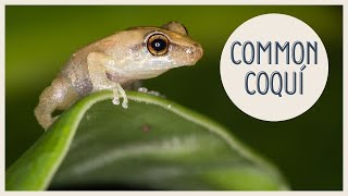 Hawaii coqui sounds in tropical forest  Eleutherodactylus coqui [upl. by Ellehsim]