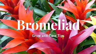 Bromeliad Grow and Care Tips [upl. by Nylrad]