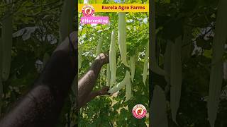 Harvesting Bountiful Snake Gourd Bottle Gourd amp Bitter Gourd Sustainable Farming Tips agriculture [upl. by Myranda]