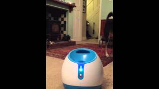 iFetch Automatic Ball Launcher for Dogs [upl. by Anauqaj274]