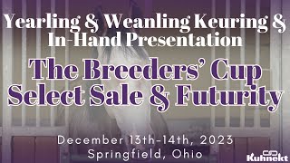 Yearling amp Weanling Keuring amp InHand Presentation  2023 Breeders Cup Select Sale amp Futurity [upl. by Norma790]