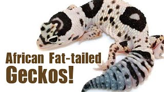 AFRICAN FATTAILED GECKOS Care breeding and morphs [upl. by Jeffcott1]