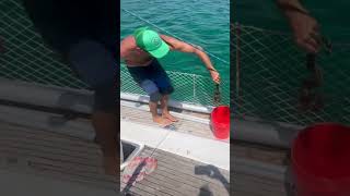 snake on a sailboat sailing panama snakeaboard [upl. by Grose]