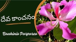 దేవకాంచనం ll Dr Murthy Plant World ll Bauhinia purpureaCaesalpiniaceaegardentree ornamentaltree [upl. by Bowlds]