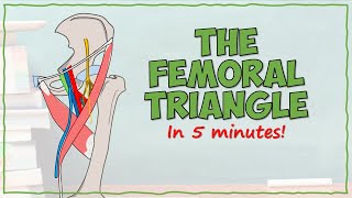 The Femoral Triangle [upl. by Attennhoj641]