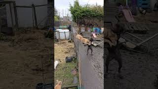 Lurcher Jumps music bobmarley artist lyrics dog weimaranerlonghaired puppy dogmusic [upl. by Tattan809]