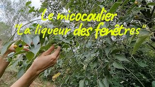 Le Micocoulier et la liqueur des fenêtres [upl. by Lucius]